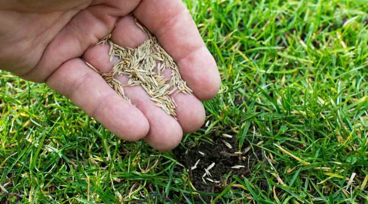 Grass seeds in the hand to plant on areas that are without growing grass