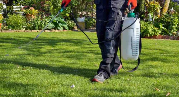 A man spraying pesticide with portable sprayer to eradicate garden weeds in the lawn.