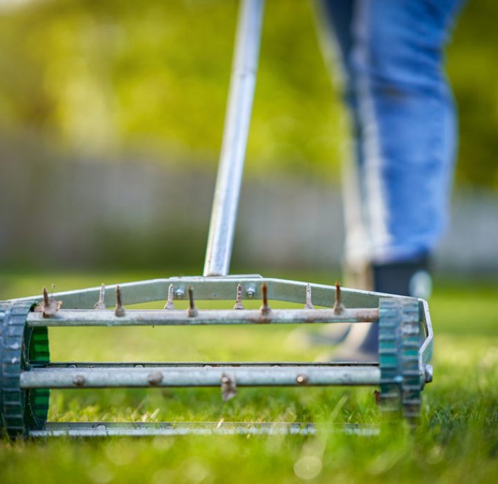 A lawn expert using a portable rolling grass garden aerator steel spike roller